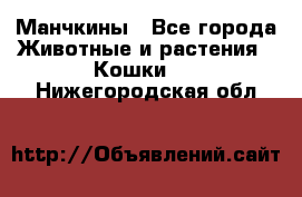 Манчкины - Все города Животные и растения » Кошки   . Нижегородская обл.